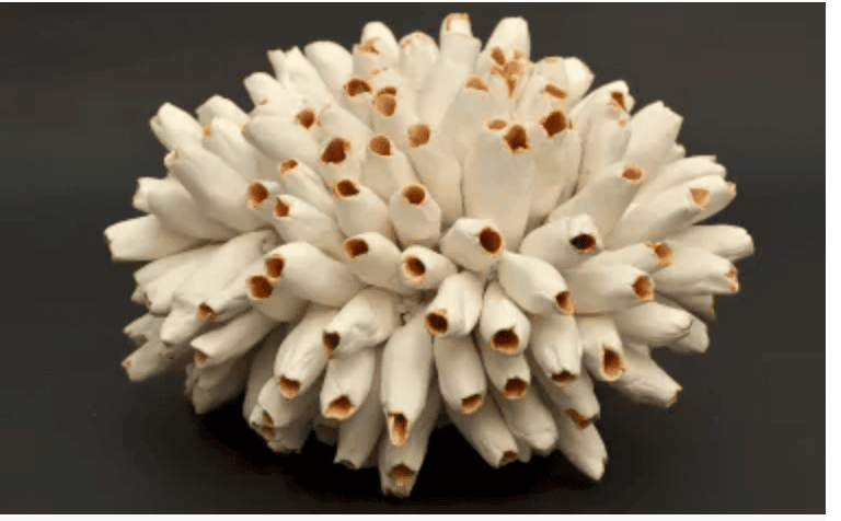 VISITE DU MUSEE ARIANA